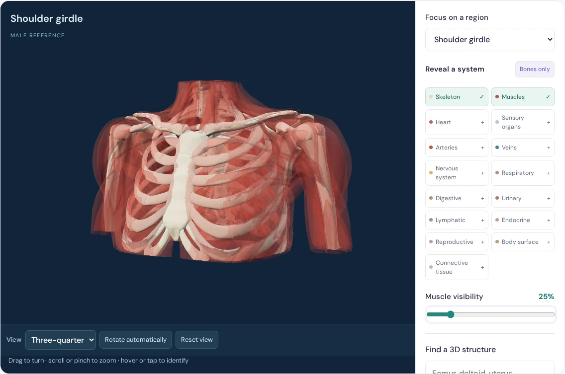 Anatomy region studio